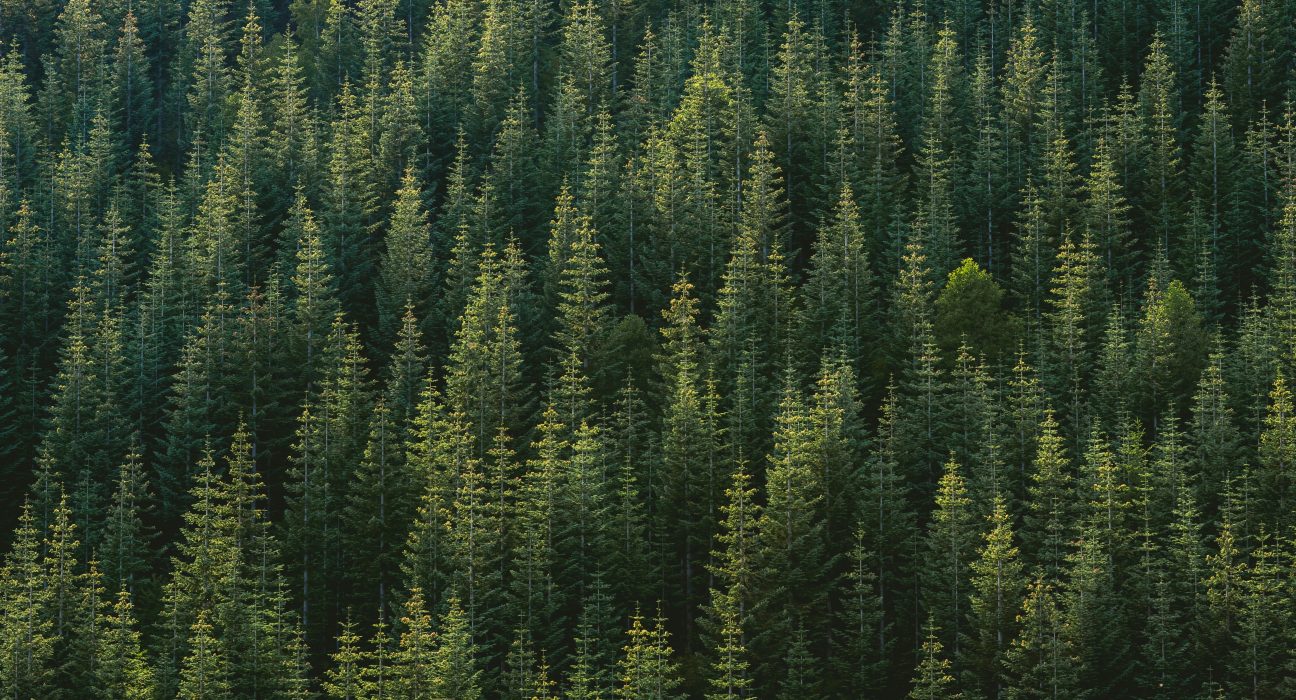 Indigenous trees