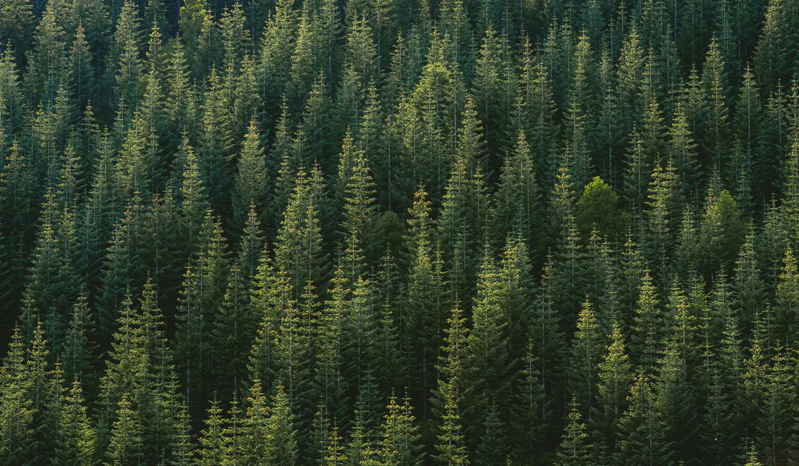 Indigenous trees