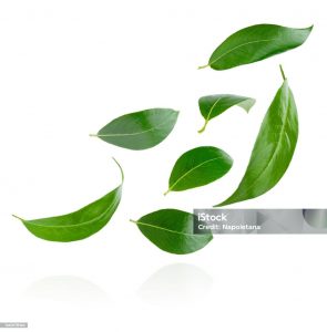 set of flying leaves