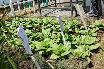 Kenya Joins Global Ranks with Food Safety Certification