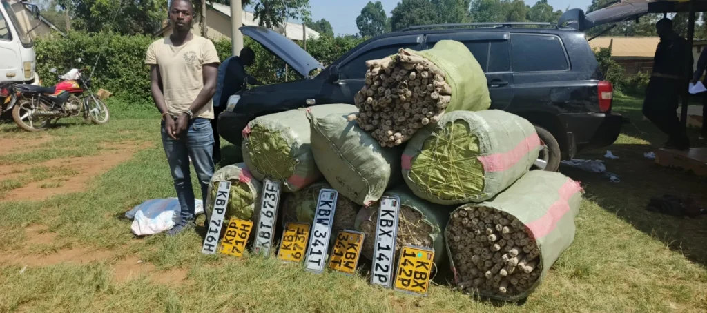Bhang worth Ksh.13 million seized during transit