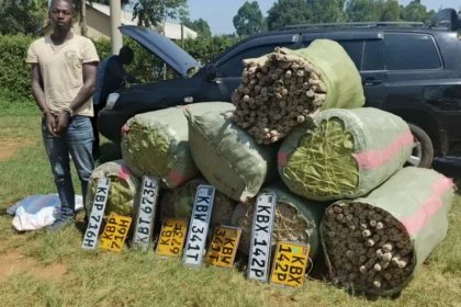 Bhang worth Ksh.13 million seized during transit