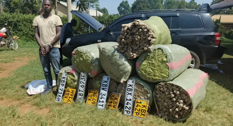 Bhang worth Ksh.13 million seized during transit