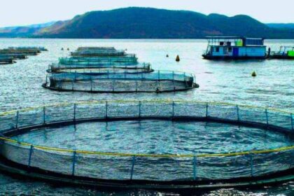 Cage Fish Farming Fuels Pollution and Fish Shortages in Kenya