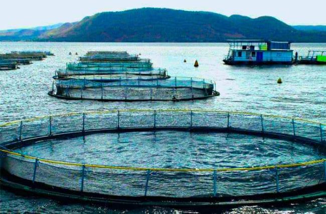 Cage Fish Farming Fuels Pollution and Fish Shortages in Kenya
