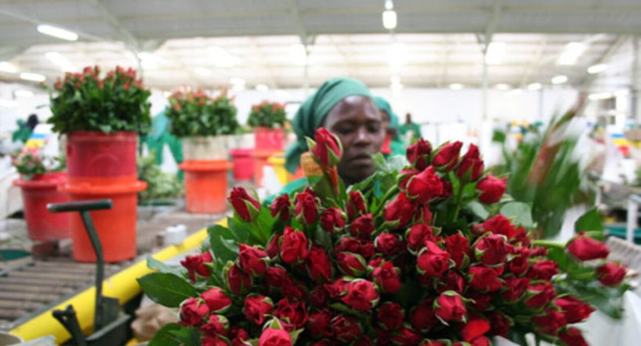 Kenya’s Flower Exports Drop 12 Percent
