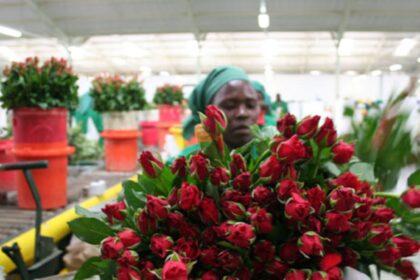 Kenya’s Flower Exports Drop 12 Percent