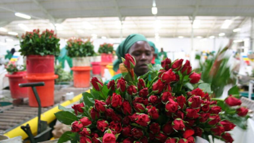 Kenya’s Flower Exports Drop 12 Percent