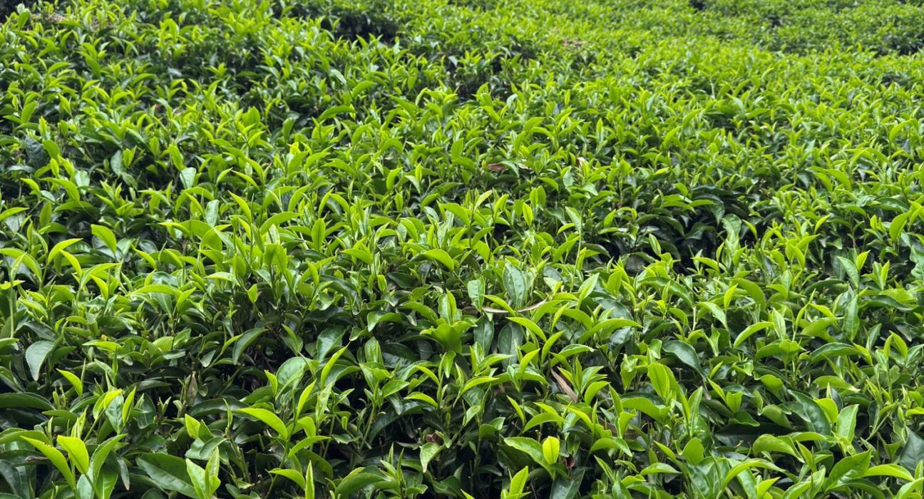 Tea Prices Drop as KTDA Farmers Struggle with Weak Demand
