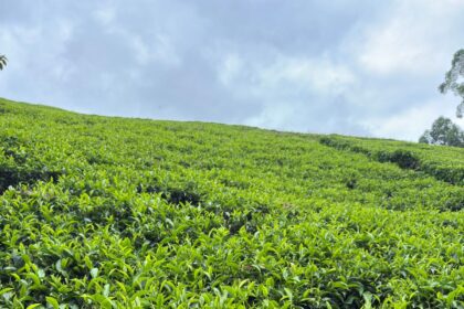 Tea Prices Drop as KTDA Farmers Struggle with Weak Demand