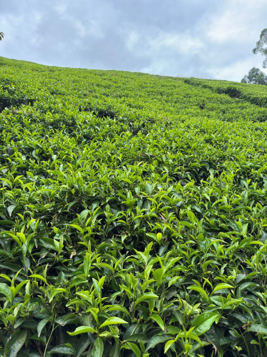 Tea Prices Drop as KTDA Farmers Struggle with Weak Demand