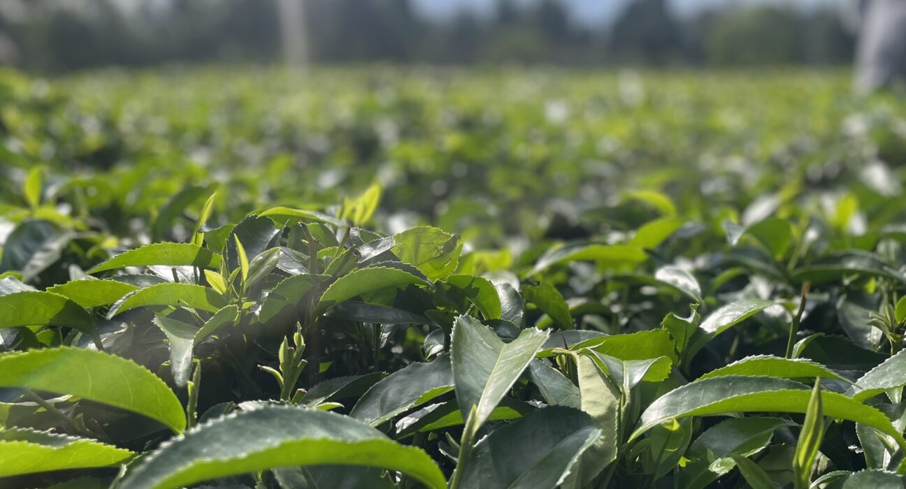 Inquiry Launched into Kenya’s Tea Prices