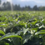 Murkomen Urges Kenyans to Expose Bribery in Police Recruitment