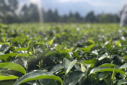 Inquiry Launched into Kenya’s Tea Prices