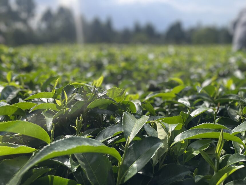 Inquiry Launched into Kenya’s Tea Prices
