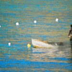 Protecting Democracy at the Ballot