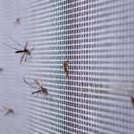 The Worldcoin Debate in Kenya